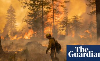 Wildfire smoking can increase the risk of dementia, study found  Fires